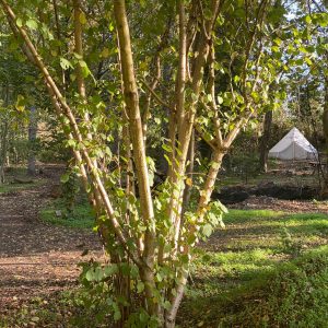 puddledock-woods-wild-camping-canterbury-kent