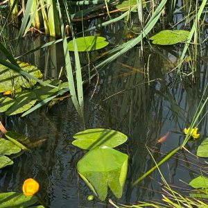 puddledock-woods-wild-camping-canterbury-kent_24