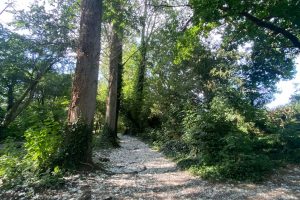 puddledock-woods-wild-camping-canterbury-kent_41