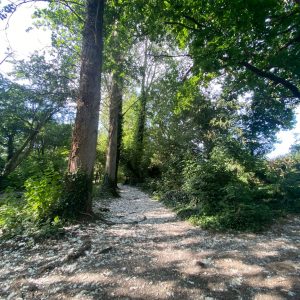 puddledock-woods-wild-camping-canterbury-kent_41