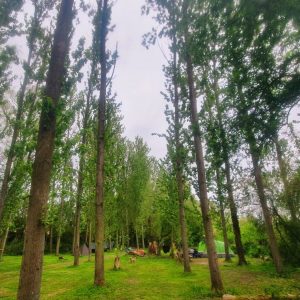 puddledock-woods-wild-camping-canterbury-kent_47