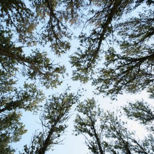 puddledock-woods-wild-camping-glamping-canterbury-kent_17