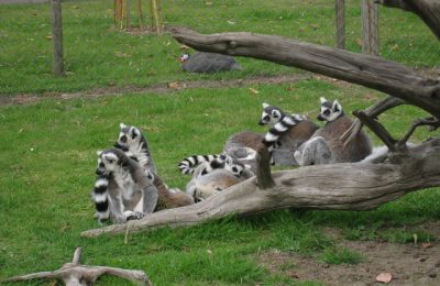 wingham-wildlife-park